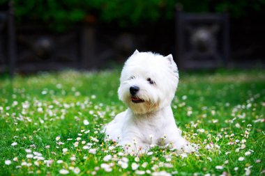 Batı highland terrier