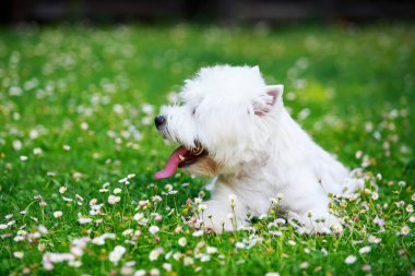 Batı highland terrier