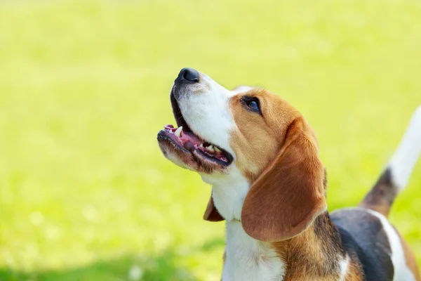 Dog breed beagle — Stock Photo, Image