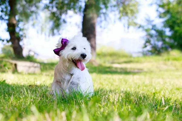 West highland terrier — Zdjęcie stockowe