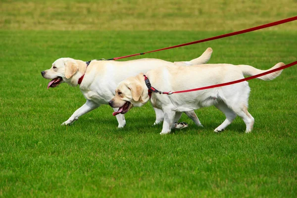 Dog breed Labrador Retriever — Stock Photo, Image