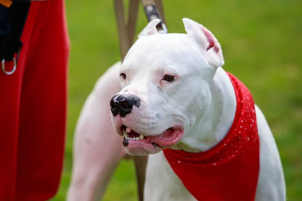 El dogo argentino — Foto de Stock