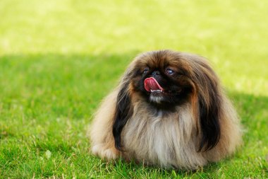 köpek doğurmak Pekingese