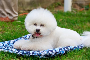 Köpek ırkı Bichon Frize