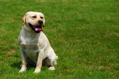 köpek doğurmak labrador geri almak