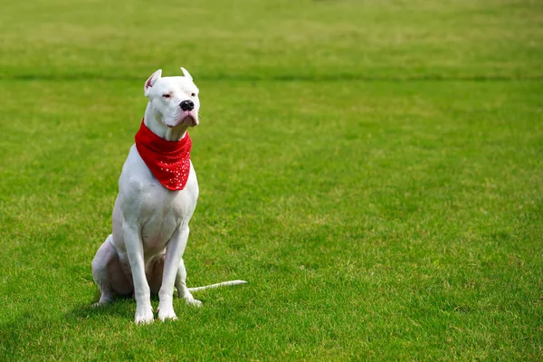Dogo Argentino — Zdjęcie stockowe