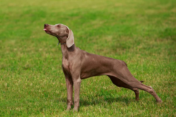 A kutya tenyészt Weimaraner — Stock Fotó