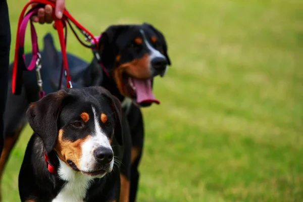 Appenzeller perro de montaña — Foto de Stock