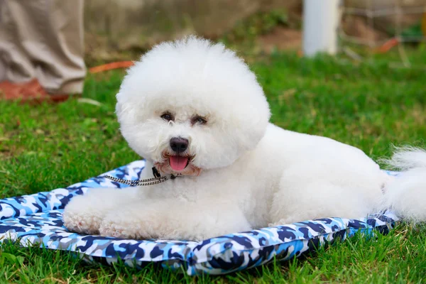 Köpek ırkı Bichon Frize