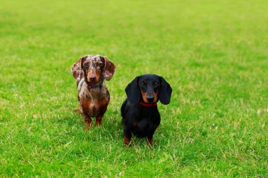 köpek doğurmak dachshund