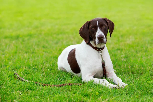 개 품종 독일어 짧은 머리 포인터 — 스톡 사진