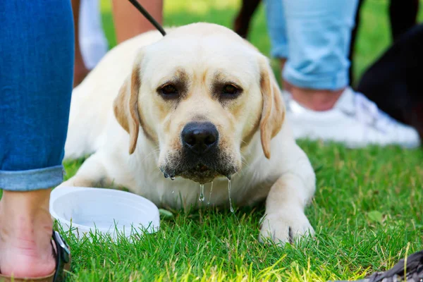 Puppy of breed Labrador Retriever — Stock Photo, Image