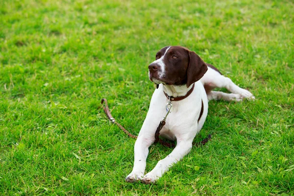 Perro raza alemán corto puntero — Foto de Stock