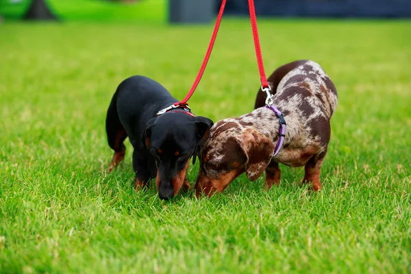 Raza de perro Dachshund —  Fotos de Stock