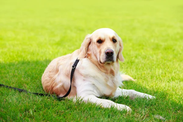 Hund rasen labrador retriever — Stockfoto