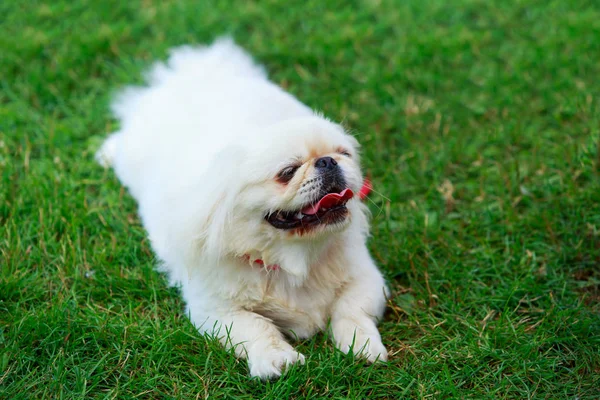 Raza de perro Pekinés —  Fotos de Stock