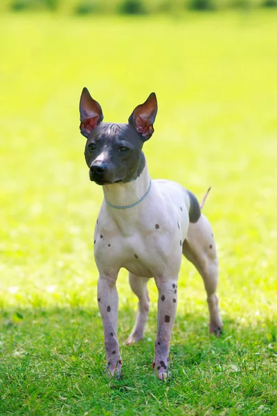 Hondenras Mexicaanse haarloze hond — Stockfoto