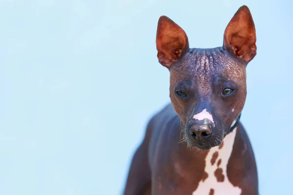 Порода собак мексиканская лысая собака — стоковое фото