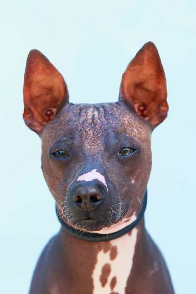 Pies rasy meksykański bezwłosy pies — Zdjęcie stockowe