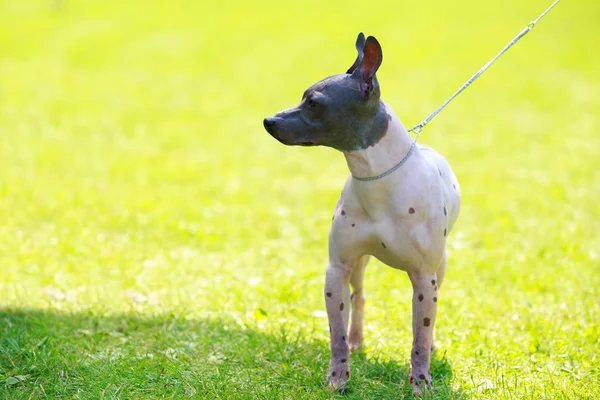 Dog breed mexican hairless dog