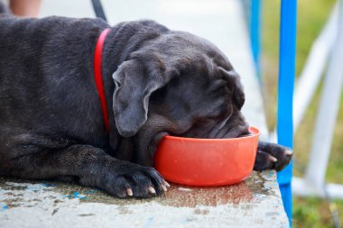 Köpek cins İtalyan Cane Corso