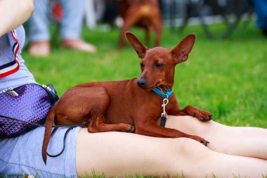 Köpek ırkı oyuncak terrier