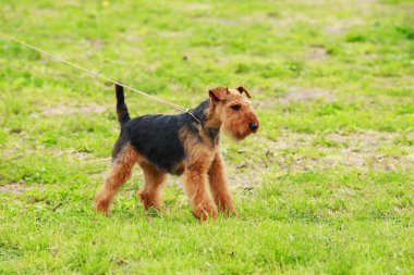 Köpek doğurmak Airedale terrier
