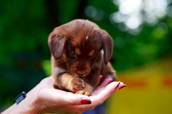 Portrait of nice puppy — Stock Photo, Image