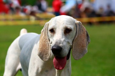 Köpek ırkı Billy