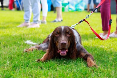 Köpek ırkı İngiliz Setter