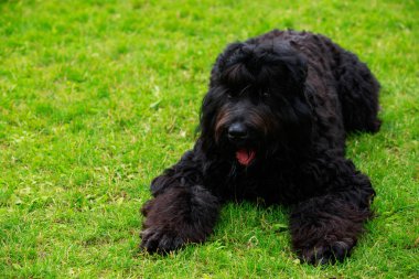 Köpek doğurmak Rus siyah Terrier