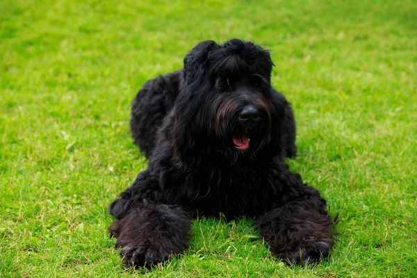 Cane razza Russian Black Terrier — Foto Stock