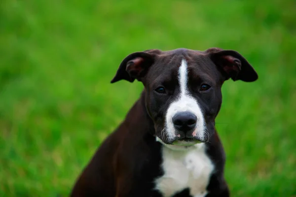 Köpek doğurmak Amerikan Staffordshire Terrier — Stok fotoğraf