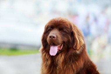 köpek doğurmak Newfoundland