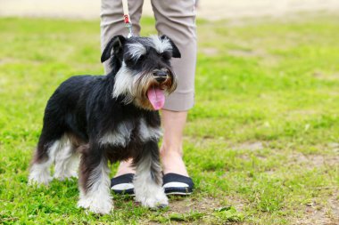 köpek doğurmak minyatür schnauzer
