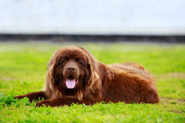 Hunderasse Neufundländer — Stockfoto