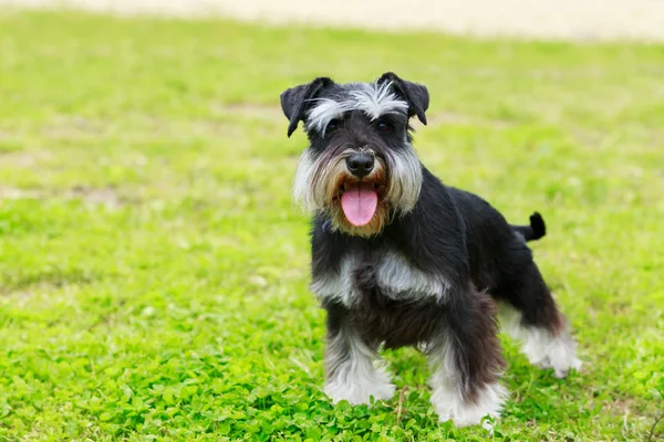 Собака порода мініатюрний шнауцер — стокове фото