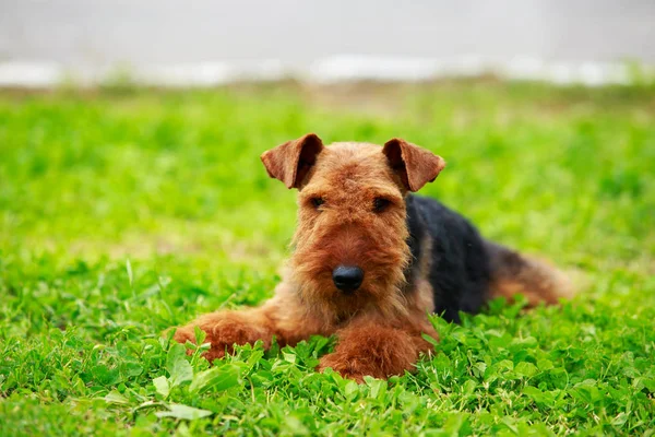 Raza de perro Airedale Terrier — Foto de Stock