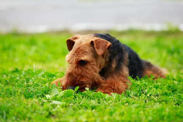 Köpek doğurmak Airedale terrier