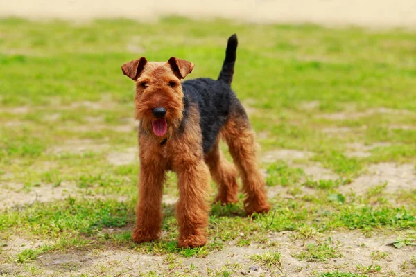 Hunderasse Airedale Terrier — Stockfoto