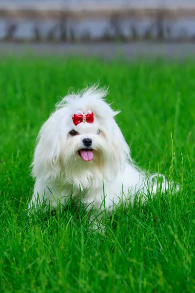 Söt maltesiska dog — Stockfoto