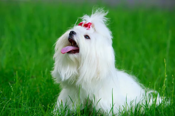 Мальтійська-милий пес — стокове фото