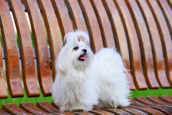 귀여운 몰타어 강아지 — 스톡 사진