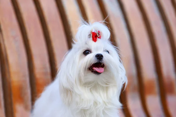 Carino cane maltese — Foto Stock