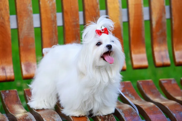 Милая мальтийская собака — стоковое фото