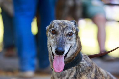 Köpek ırkı Greyhound