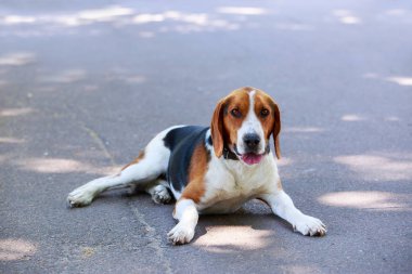 Köpek ırkı Amerikan Foxhound