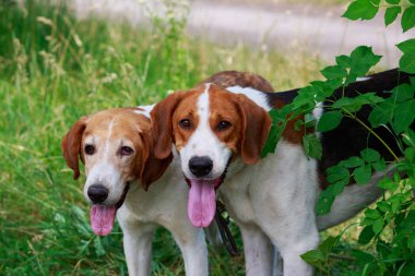 Köpek ırkı Anglo-Rus Hound