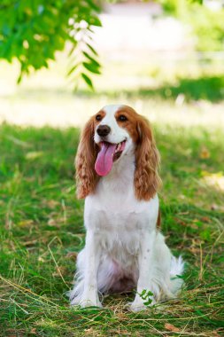 Köpek ırkı Rus av spaniel
