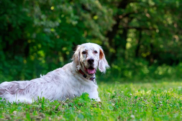 Dog breed English Setter — Stock Photo, Image